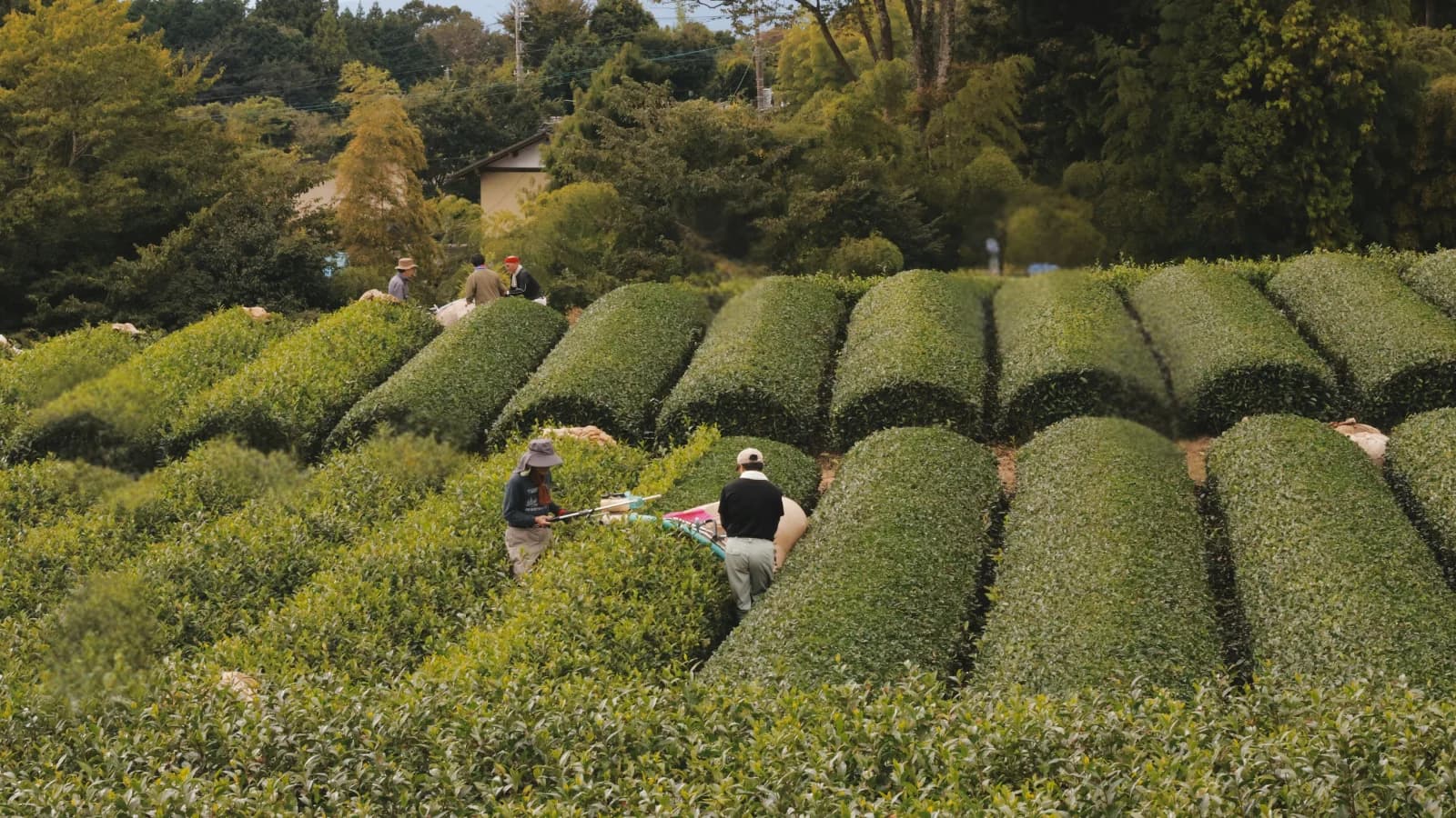 Matcha ou thé vert : les différences réelles (et lequel choisir)